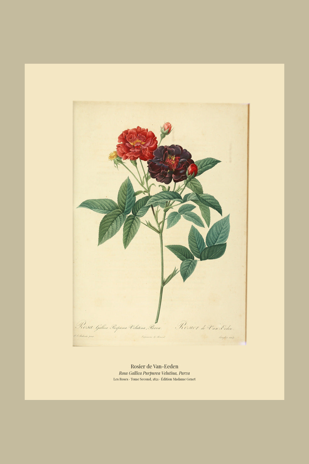 Rosa Gallica Purpurea Velutina, Parva — Rosier de Van-Eeden, hand-coloured stipple engraving after Redouté, engraved by Langlois, Les Roses, Paris 1821.