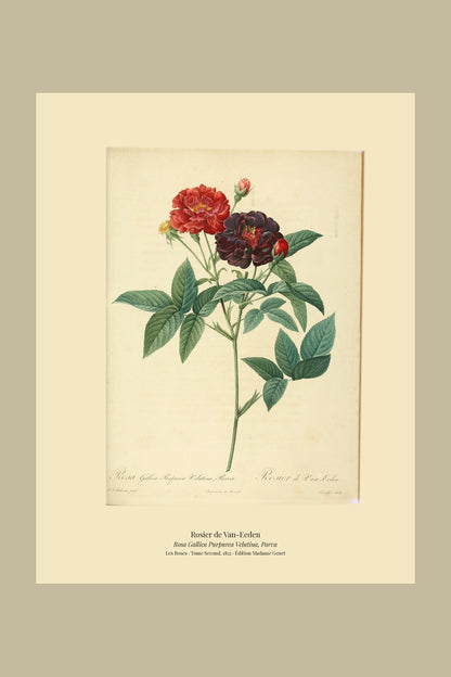 Rosa Gallica Purpurea Velutina, Parva — Rosier de Van-Eeden, hand-coloured stipple engraving after Redouté, engraved by Langlois, Les Roses, Paris 1821.
