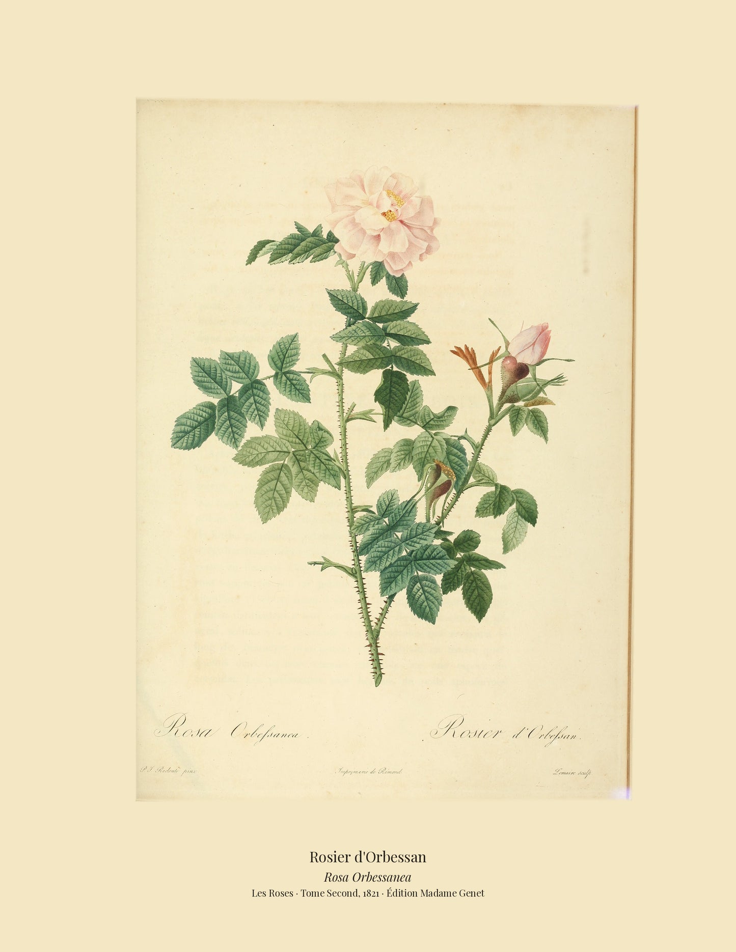 Rosa Orbessanea — Rosier d'Orbessan, hand-coloured stipple engraving after Redouté, engraved by Lemaire, Les Roses, Paris 1821.