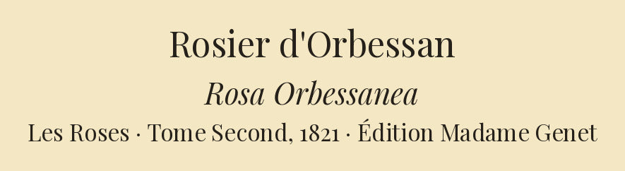 Rosa Orbessanea — Rosier d'Orbessan, hand-coloured stipple engraving after Redouté, engraved by Lemaire, Les Roses, Paris 1821.