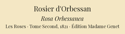 Rosa Orbessanea — Rosier d'Orbessan, hand-coloured stipple engraving after Redouté, engraved by Lemaire, Les Roses, Paris 1821.