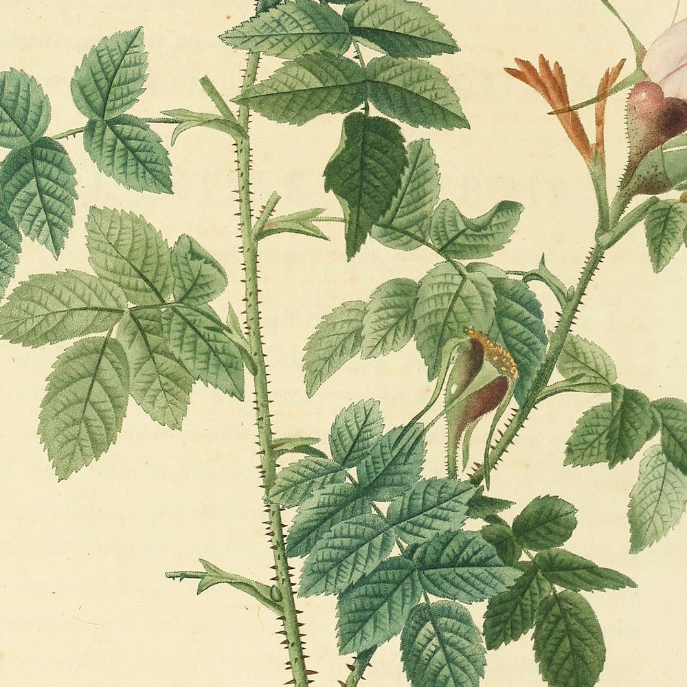 Rosa Orbessanea — Rosier d'Orbessan, hand-coloured stipple engraving after Redouté, engraved by Lemaire, Les Roses, Paris 1821.