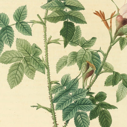 Rosa Orbessanea — Rosier d'Orbessan, hand-coloured stipple engraving after Redouté, engraved by Lemaire, Les Roses, Paris 1821.