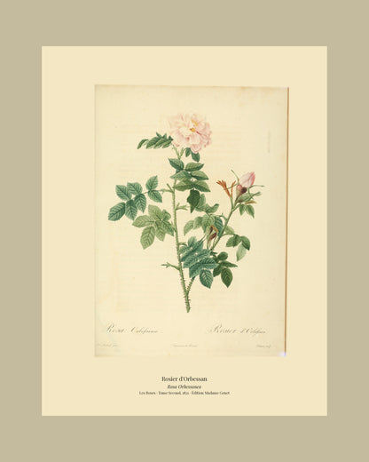 Rosa Orbessanea — Rosier d'Orbessan, hand-coloured stipple engraving after Redouté, engraved by Lemaire, Les Roses, Paris 1821.