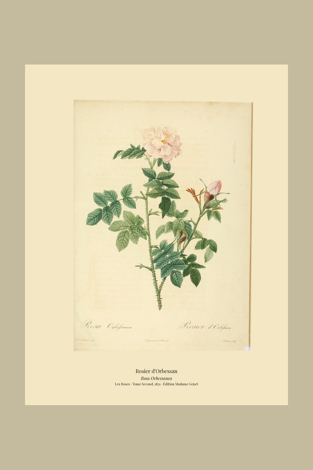 Rosa Orbessanea — Rosier d'Orbessan, hand-coloured stipple engraving after Redouté, engraved by Lemaire, Les Roses, Paris 1821.