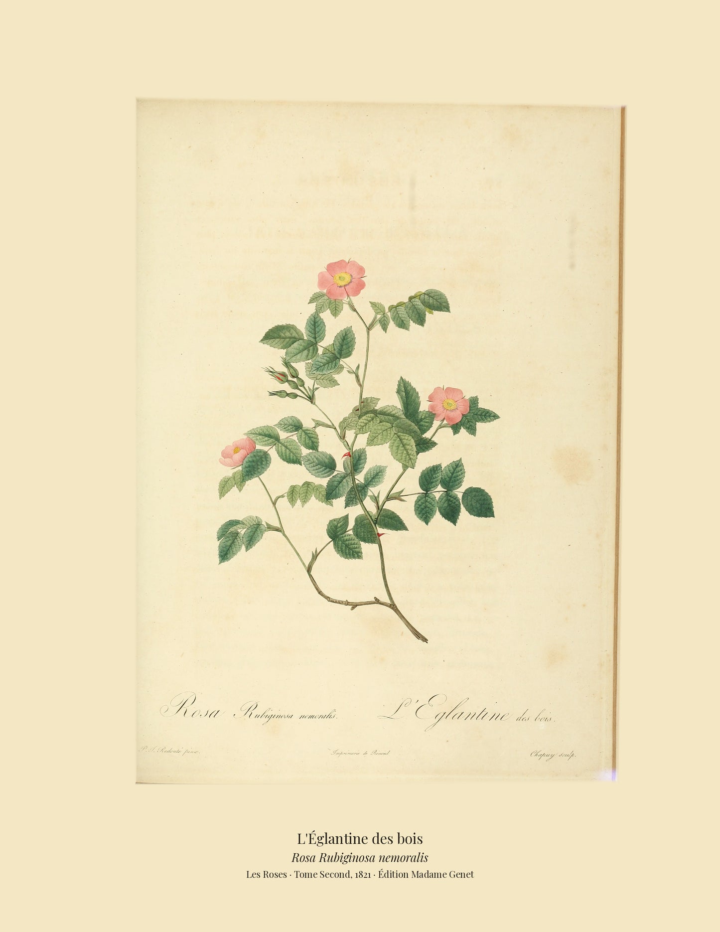 Rosa Rubiginosa nemoralis — L'Églantine des bois, hand-coloured stipple engraving after Redouté, engraved by Chapuy, Les Roses, Paris 1821.