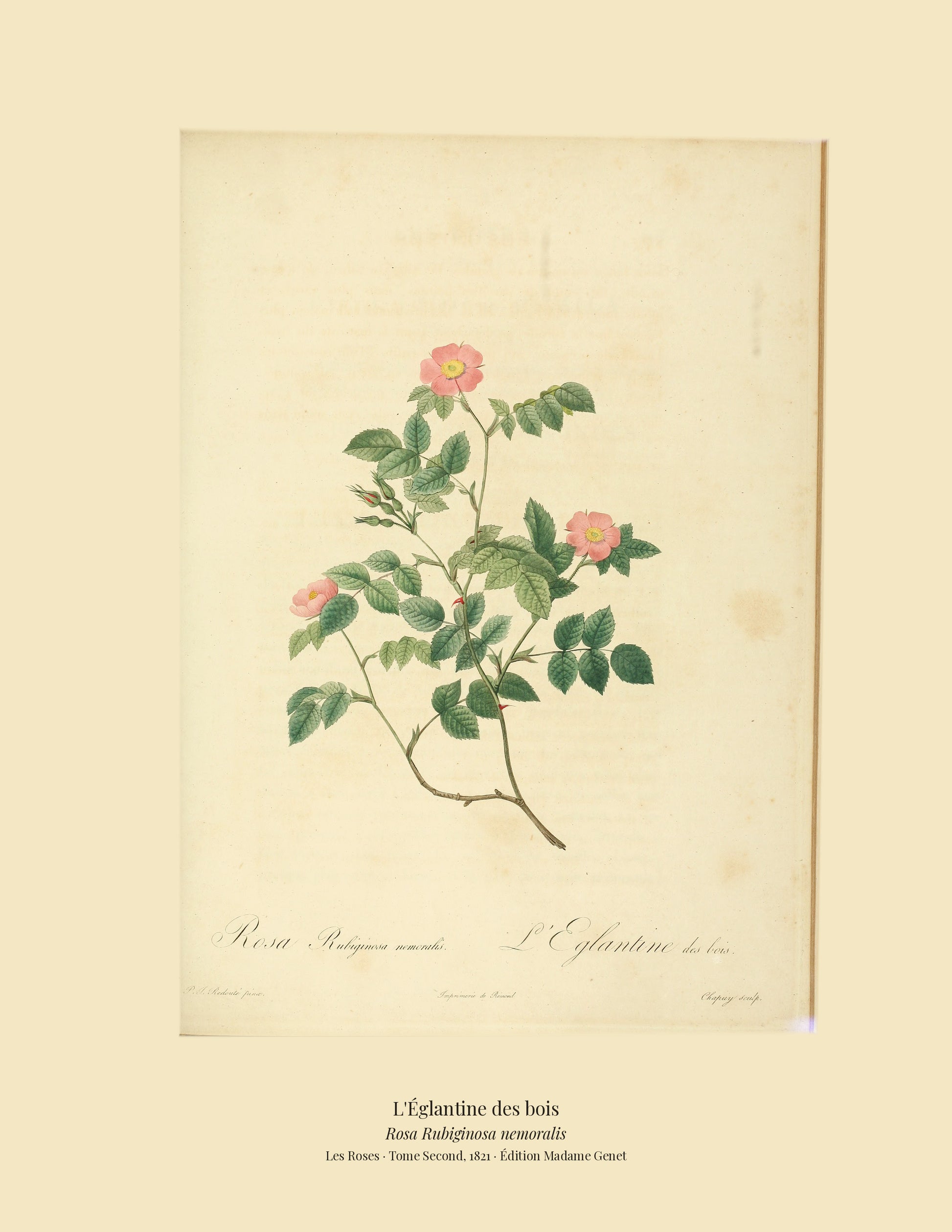 Rosa Rubiginosa nemoralis — L'Églantine des bois, hand-coloured stipple engraving after Redouté, engraved by Chapuy, Les Roses, Paris 1821.