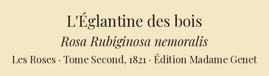 Rosa Rubiginosa nemoralis — L'Églantine des bois, hand-coloured stipple engraving after Redouté, engraved by Chapuy, Les Roses, Paris 1821.