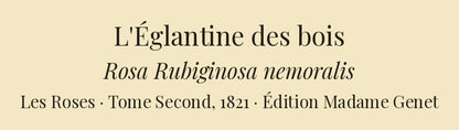 Rosa Rubiginosa nemoralis — L'Églantine des bois, hand-coloured stipple engraving after Redouté, engraved by Chapuy, Les Roses, Paris 1821.
