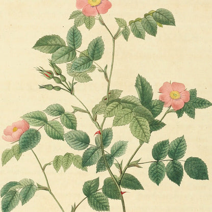Rosa Rubiginosa nemoralis — L'Églantine des bois, hand-coloured stipple engraving after Redouté, engraved by Chapuy, Les Roses, Paris 1821.