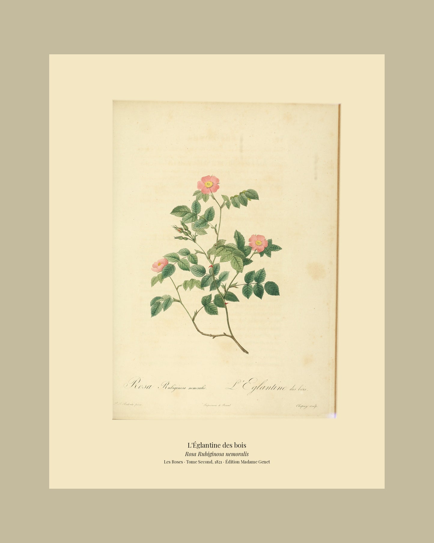 Rosa Rubiginosa nemoralis — L'Églantine des bois, hand-coloured stipple engraving after Redouté, engraved by Chapuy, Les Roses, Paris 1821.