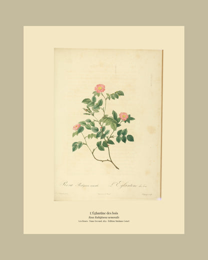 Rosa Rubiginosa nemoralis — L'Églantine des bois, hand-coloured stipple engraving after Redouté, engraved by Chapuy, Les Roses, Paris 1821.