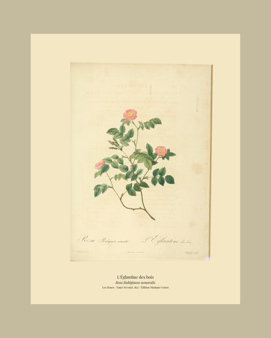 Rosa Rubiginosa nemoralis — L'Églantine des bois, hand-coloured stipple engraving after Redouté, engraved by Chapuy, Les Roses, Paris 1821.