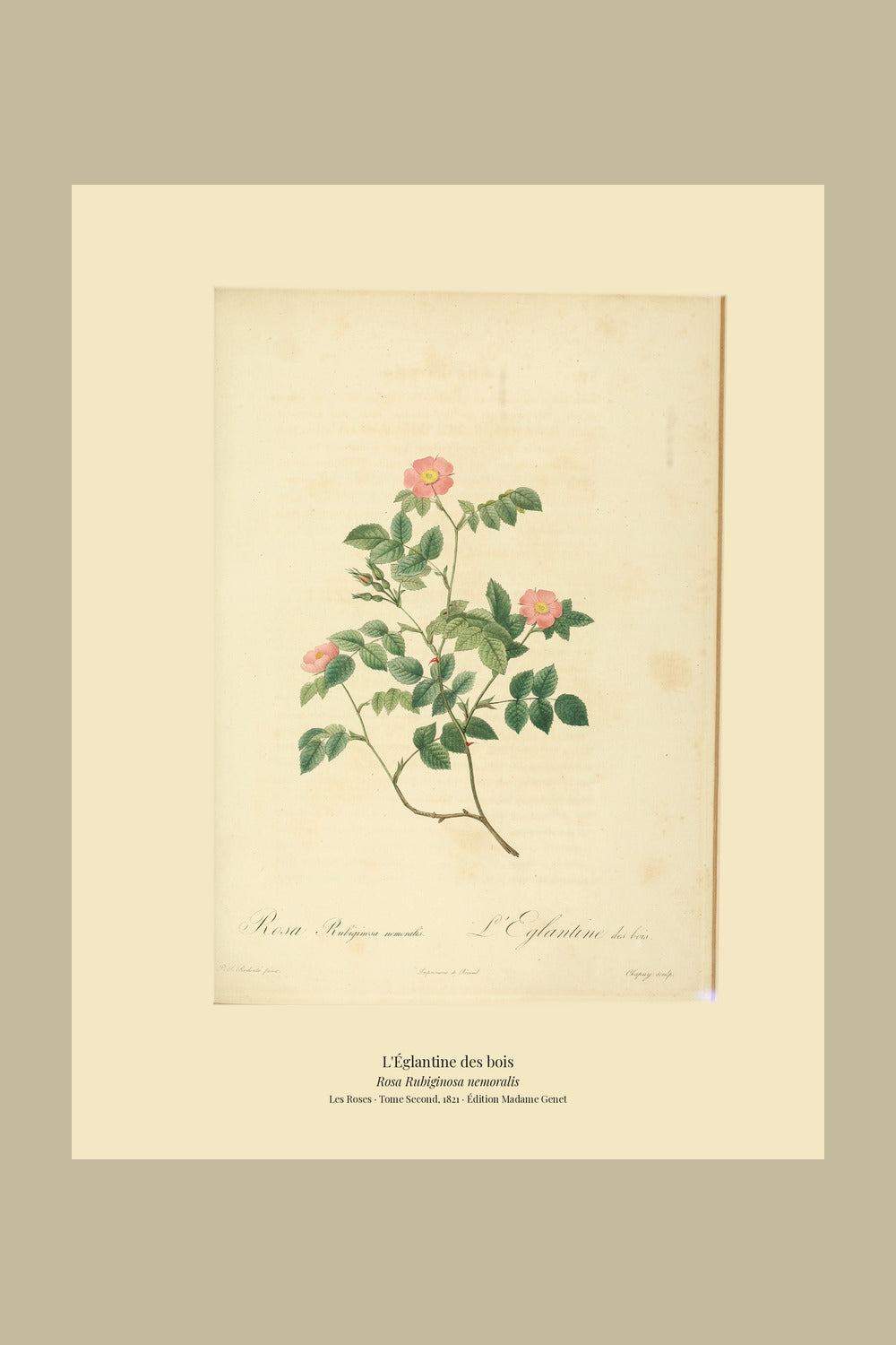 Rosa Rubiginosa nemoralis — L'Églantine des bois, hand-coloured stipple engraving after Redouté, engraved by Chapuy, Les Roses, Paris 1821.