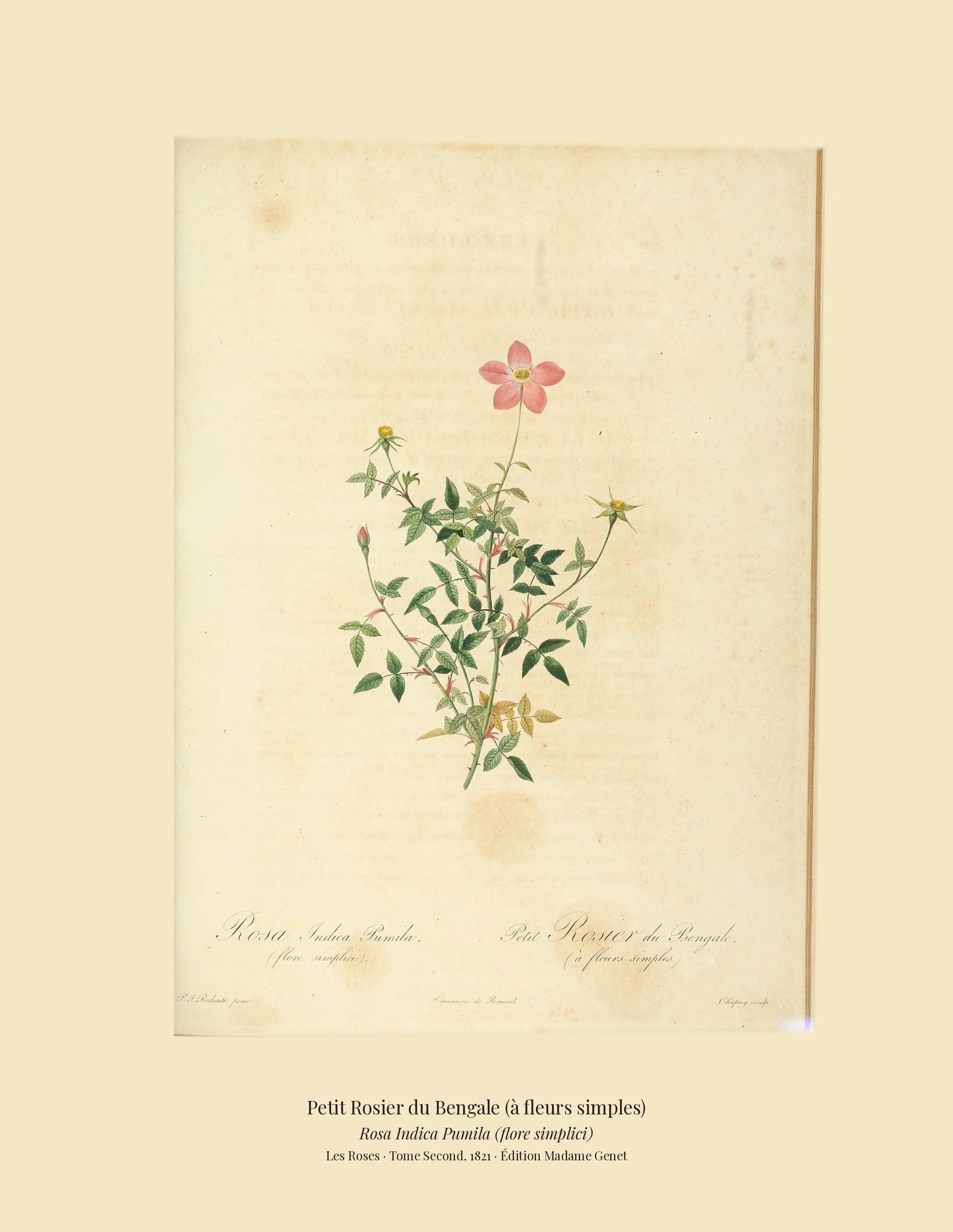 Rosa Indica Pumila (flore simplici) — Petit Rosier du Bengale (à fleurs simples), hand-coloured stipple engraving after Redouté, engraved by Chapuy, Les Roses, Paris 1821.