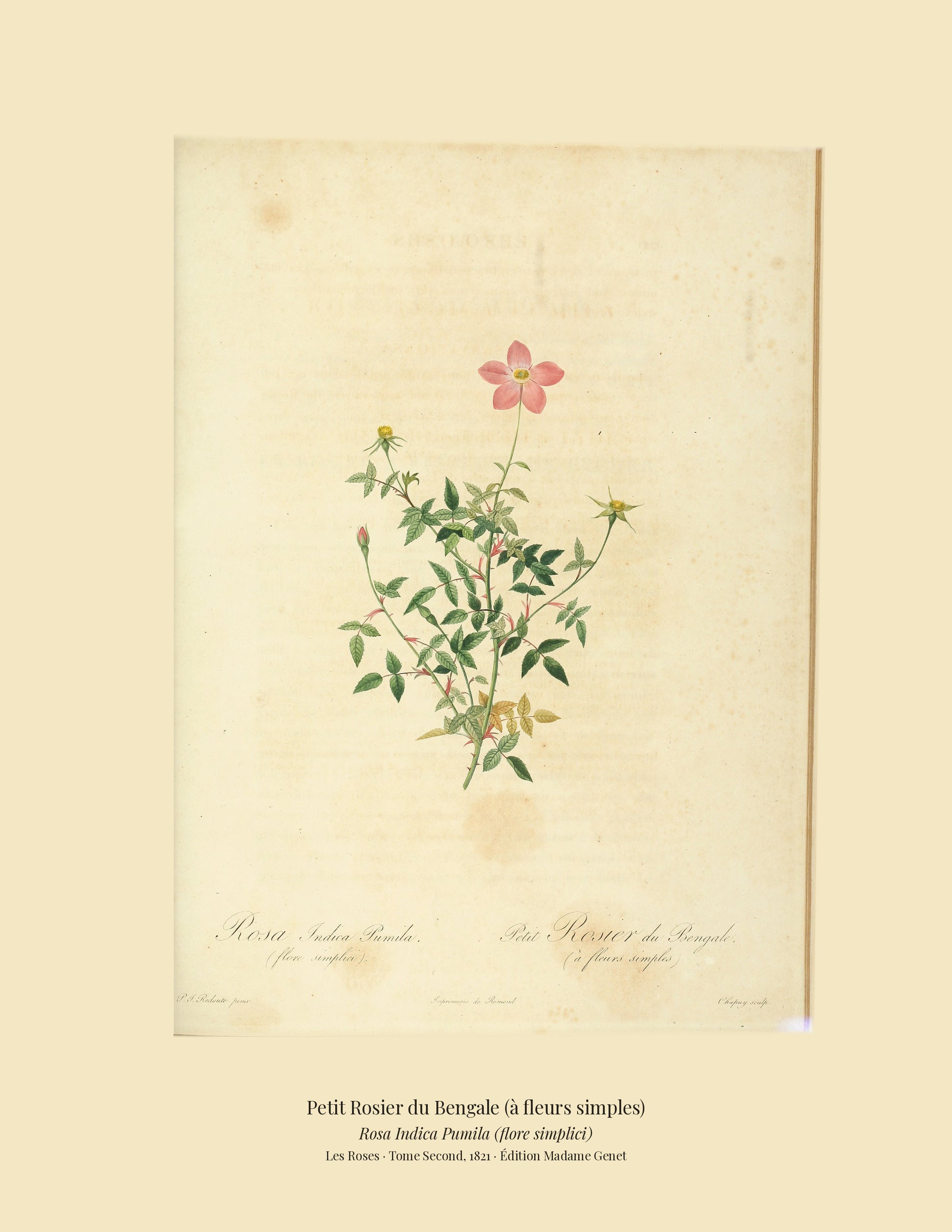 Rosa Indica Pumila (flore simplici) — Petit Rosier du Bengale (à fleurs simples), hand-coloured stipple engraving after Redouté, engraved by Chapuy, Les Roses, Paris 1821.