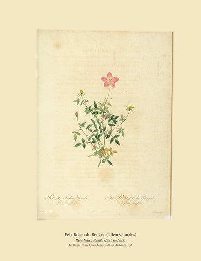 Rosa Indica Pumila (flore simplici) — Petit Rosier du Bengale (à fleurs simples), hand-coloured stipple engraving after Redouté, engraved by Chapuy, Les Roses, Paris 1821.