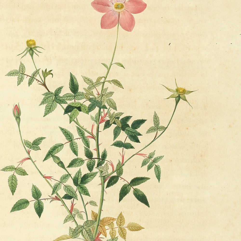 Rosa Indica Pumila (flore simplici) — Petit Rosier du Bengale (à fleurs simples), hand-coloured stipple engraving after Redouté, engraved by Chapuy, Les Roses, Paris 1821.