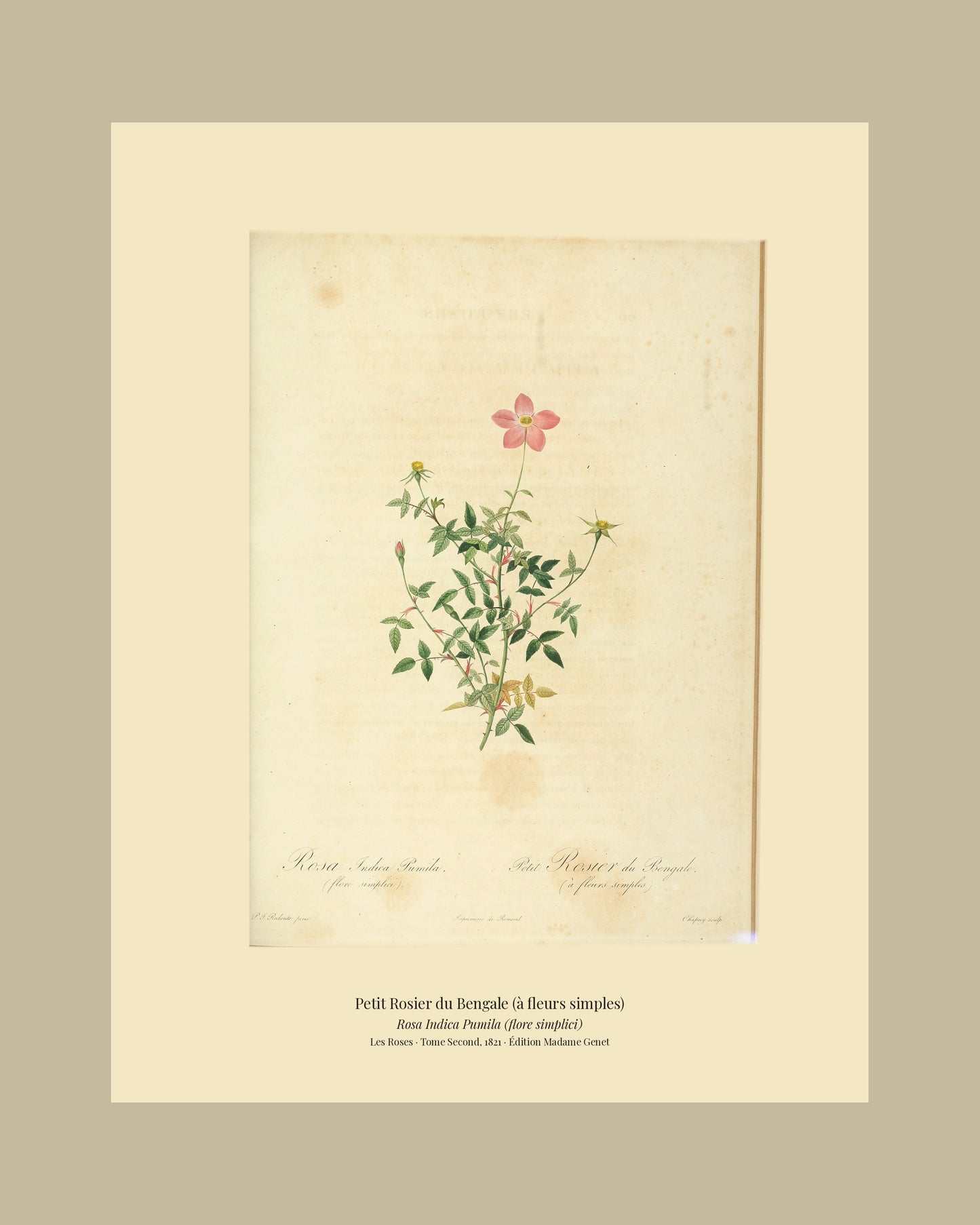 Rosa Indica Pumila (flore simplici) — Petit Rosier du Bengale (à fleurs simples), hand-coloured stipple engraving after Redouté, engraved by Chapuy, Les Roses, Paris 1821.