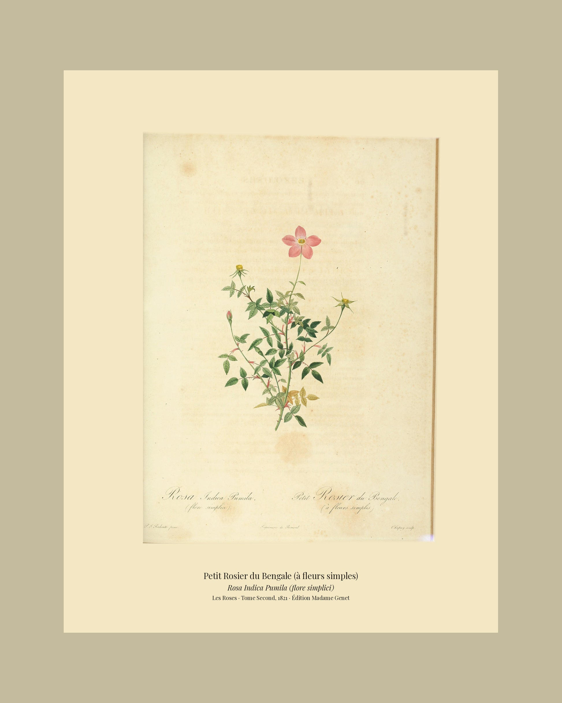 Rosa Indica Pumila (flore simplici) — Petit Rosier du Bengale (à fleurs simples), hand-coloured stipple engraving after Redouté, engraved by Chapuy, Les Roses, Paris 1821.