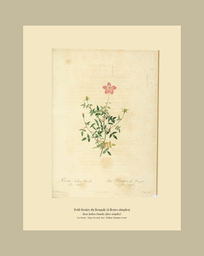 Rosa Indica Pumila (flore simplici) — Petit Rosier du Bengale (à fleurs simples), hand-coloured stipple engraving after Redouté, engraved by Chapuy, Les Roses, Paris 1821.