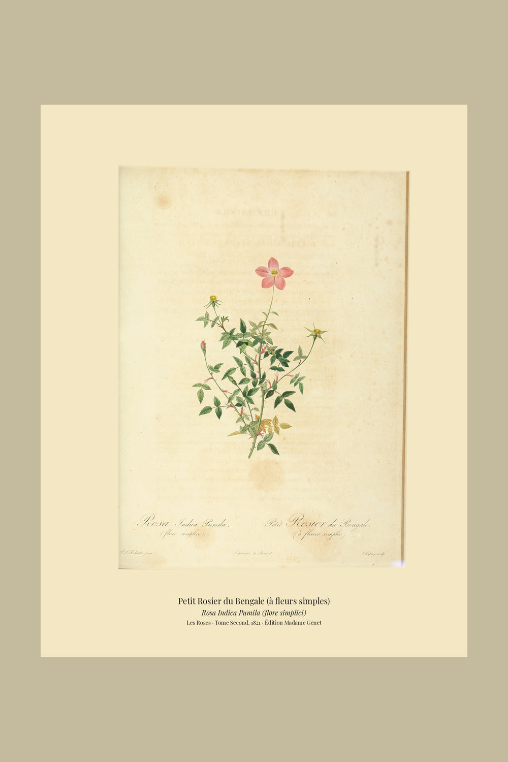 Rosa Indica Pumila (flore simplici) — Petit Rosier du Bengale (à fleurs simples), hand-coloured stipple engraving after Redouté, engraved by Chapuy, Les Roses, Paris 1821.