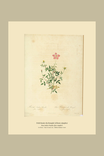 Rosa Indica Pumila (flore simplici) — Petit Rosier du Bengale (à fleurs simples), hand-coloured stipple engraving after Redouté, engraved by Chapuy, Les Roses, Paris 1821.