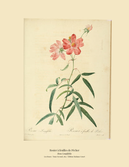 Rosa Longifolia — Rosier à feuilles de Pêcher, hand-coloured stipple engraving after Redouté, engraved by Charlin, Les Roses, Paris 1821.