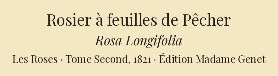 Rosa Longifolia — Rosier à feuilles de Pêcher, hand-coloured stipple engraving after Redouté, engraved by Charlin, Les Roses, Paris 1821.