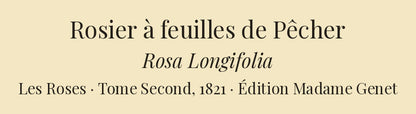 Rosa Longifolia — Rosier à feuilles de Pêcher, hand-coloured stipple engraving after Redouté, engraved by Charlin, Les Roses, Paris 1821.