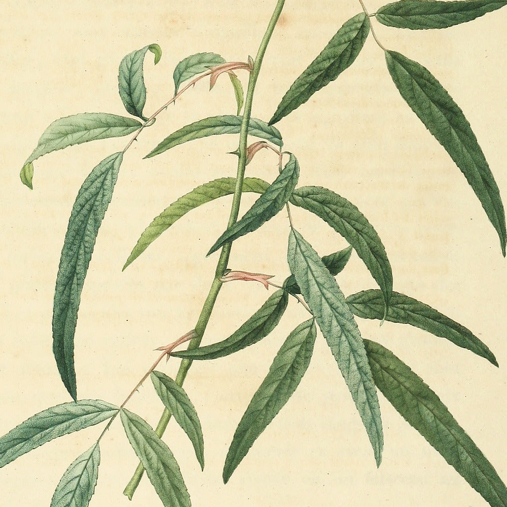 Rosa Longifolia — Rosier à feuilles de Pêcher, hand-coloured stipple engraving after Redouté, engraved by Charlin, Les Roses, Paris 1821.