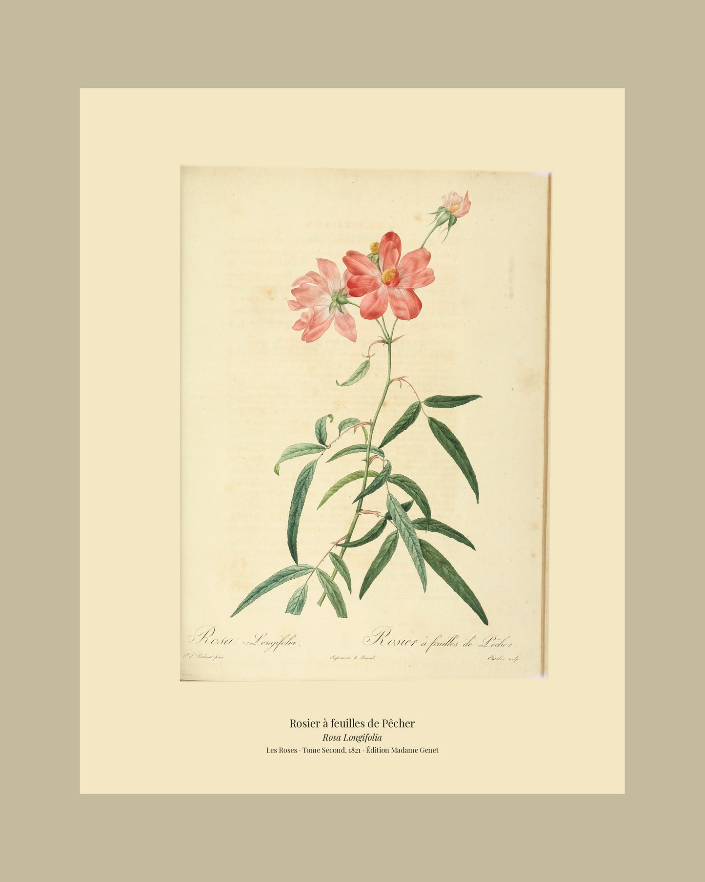 Rosa Longifolia — Rosier à feuilles de Pêcher, hand-coloured stipple engraving after Redouté, engraved by Charlin, Les Roses, Paris 1821.