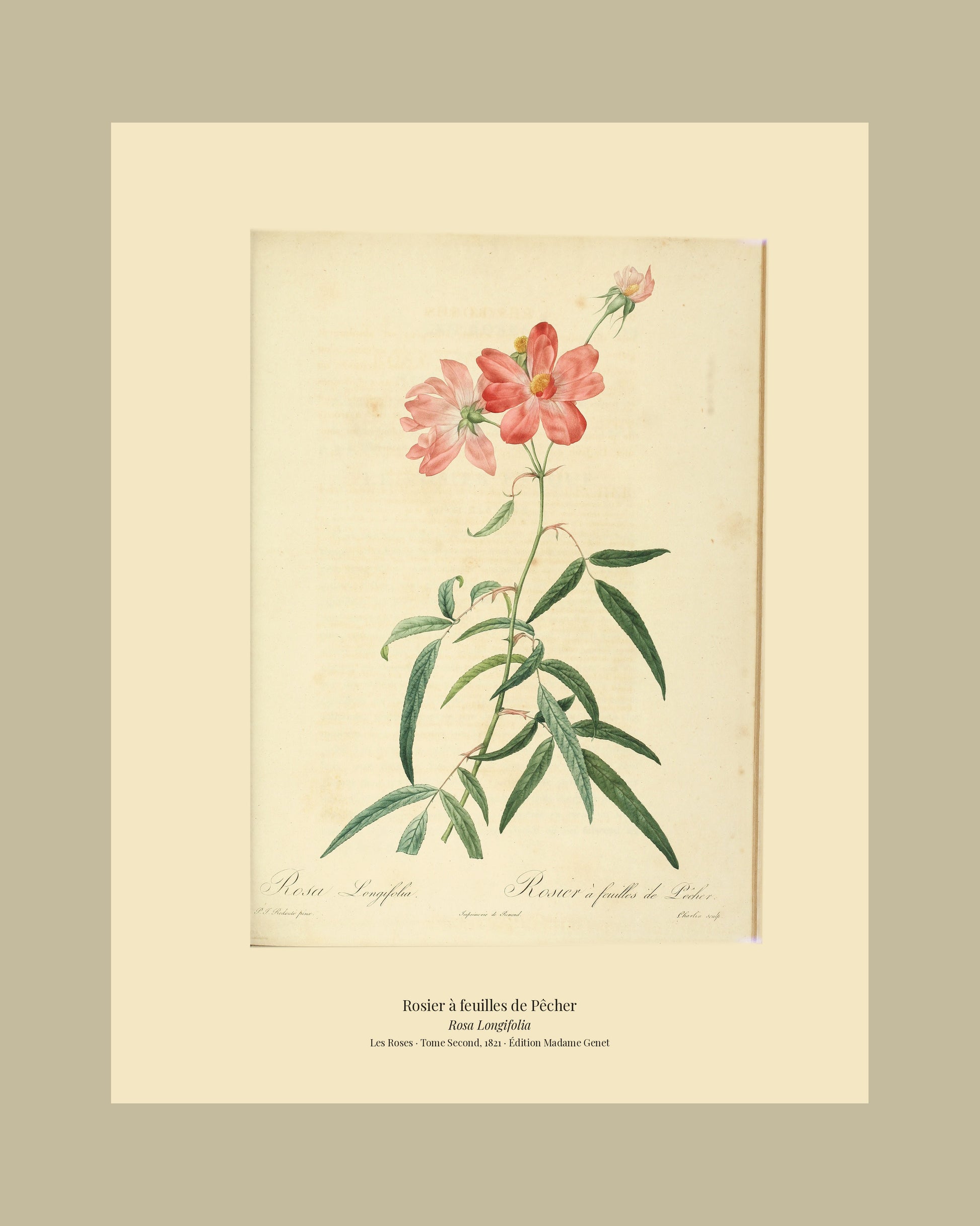 Rosa Longifolia — Rosier à feuilles de Pêcher, hand-coloured stipple engraving after Redouté, engraved by Charlin, Les Roses, Paris 1821.