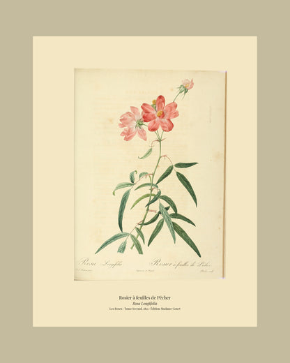 Rosa Longifolia — Rosier à feuilles de Pêcher, hand-coloured stipple engraving after Redouté, engraved by Charlin, Les Roses, Paris 1821.