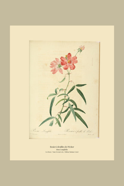 Rosa Longifolia — Rosier à feuilles de Pêcher, hand-coloured stipple engraving after Redouté, engraved by Charlin, Les Roses, Paris 1821.