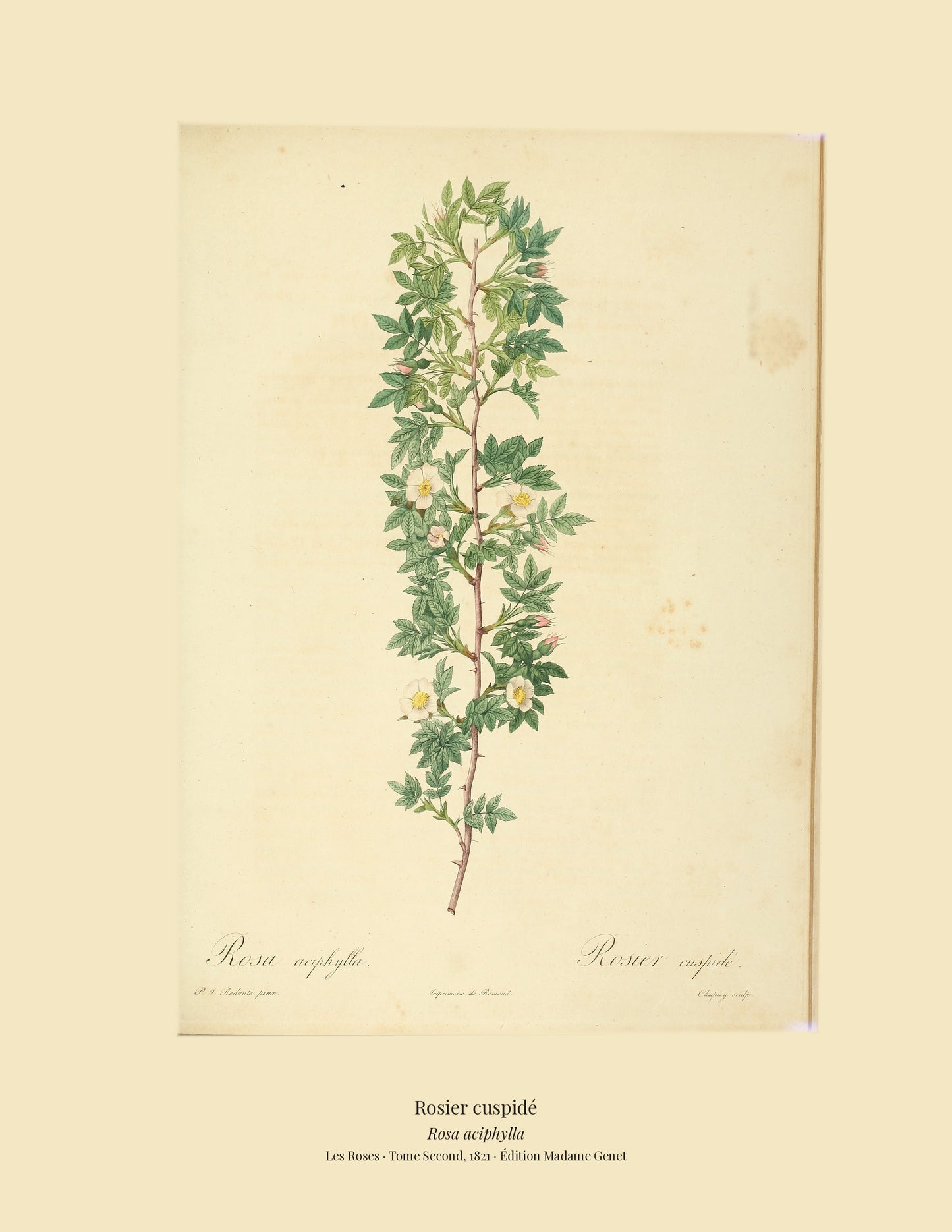 Rosa aciphylla — Rosier cuspidé, hand-coloured stipple engraving after Redouté, engraved by Chapuy, Les Roses, Paris 1821.