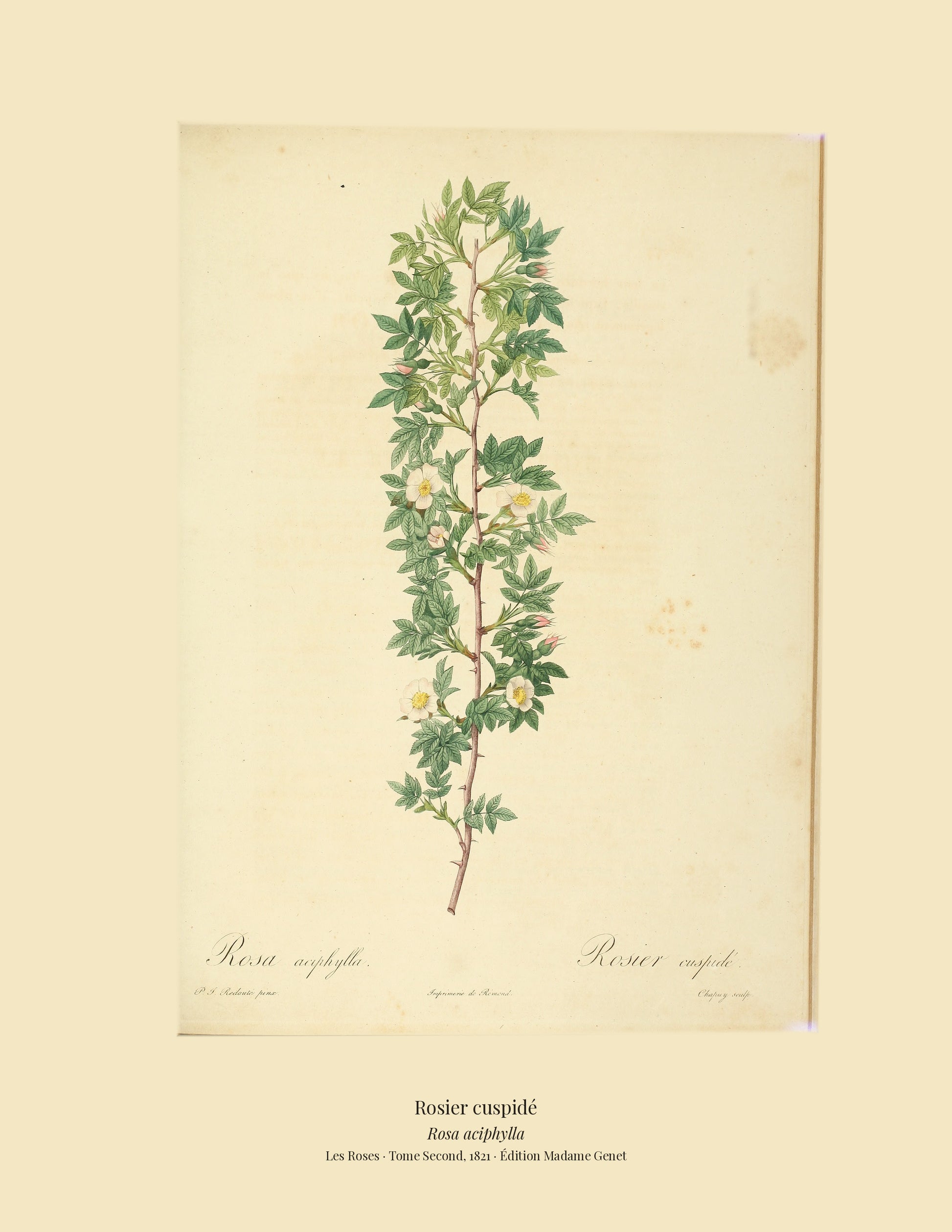 Rosa aciphylla — Rosier cuspidé, hand-coloured stipple engraving after Redouté, engraved by Chapuy, Les Roses, Paris 1821.