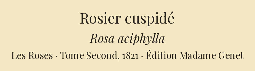 Rosa aciphylla — Rosier cuspidé, hand-coloured stipple engraving after Redouté, engraved by Chapuy, Les Roses, Paris 1821.