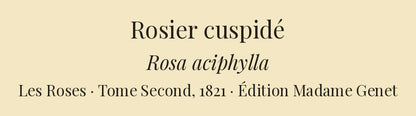 Rosa aciphylla — Rosier cuspidé, hand-coloured stipple engraving after Redouté, engraved by Chapuy, Les Roses, Paris 1821.