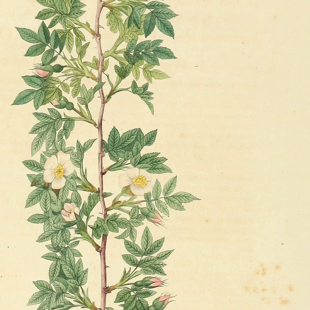Rosa aciphylla — Rosier cuspidé, hand-coloured stipple engraving after Redouté, engraved by Chapuy, Les Roses, Paris 1821.