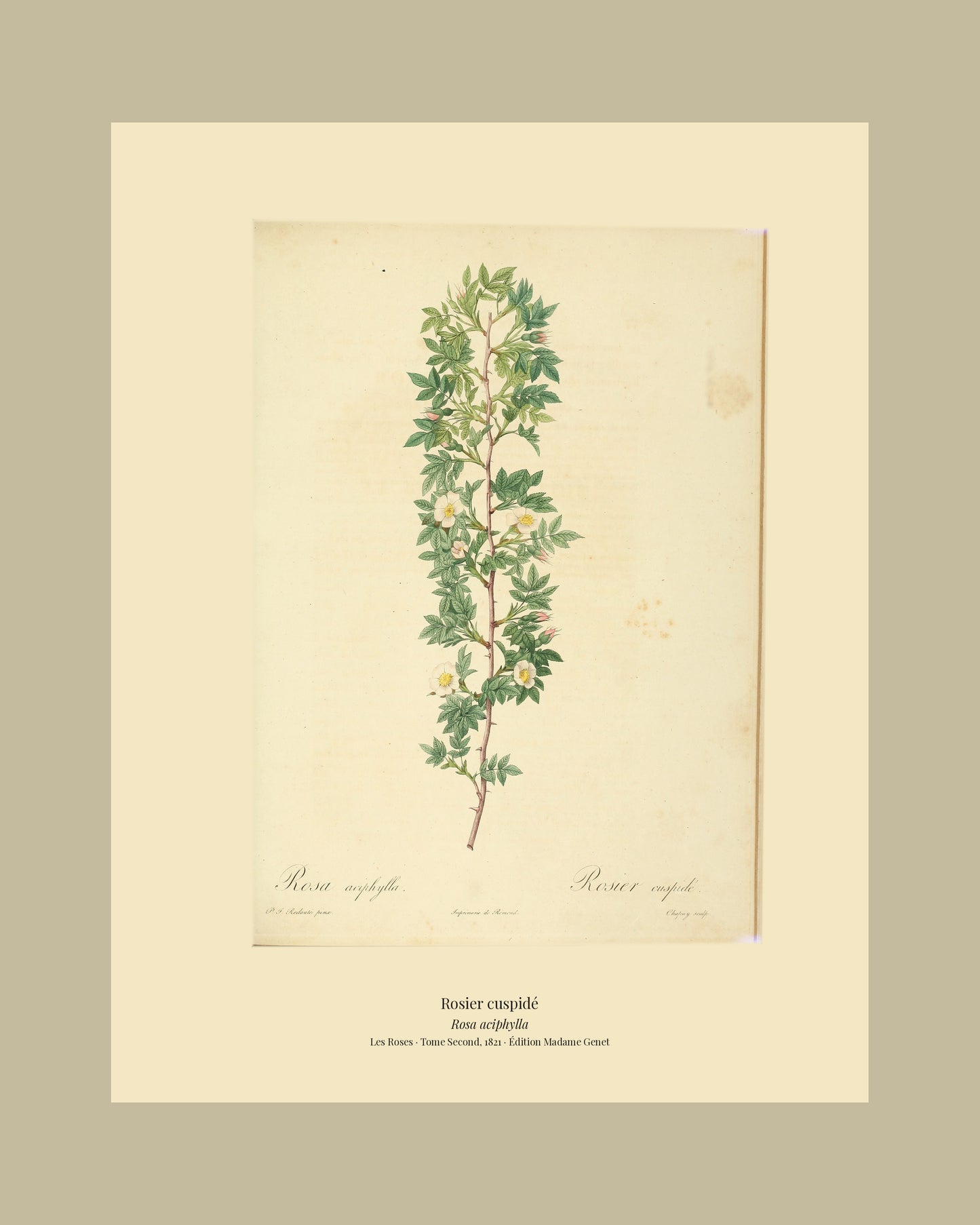 Rosa aciphylla — Rosier cuspidé, hand-coloured stipple engraving after Redouté, engraved by Chapuy, Les Roses, Paris 1821.