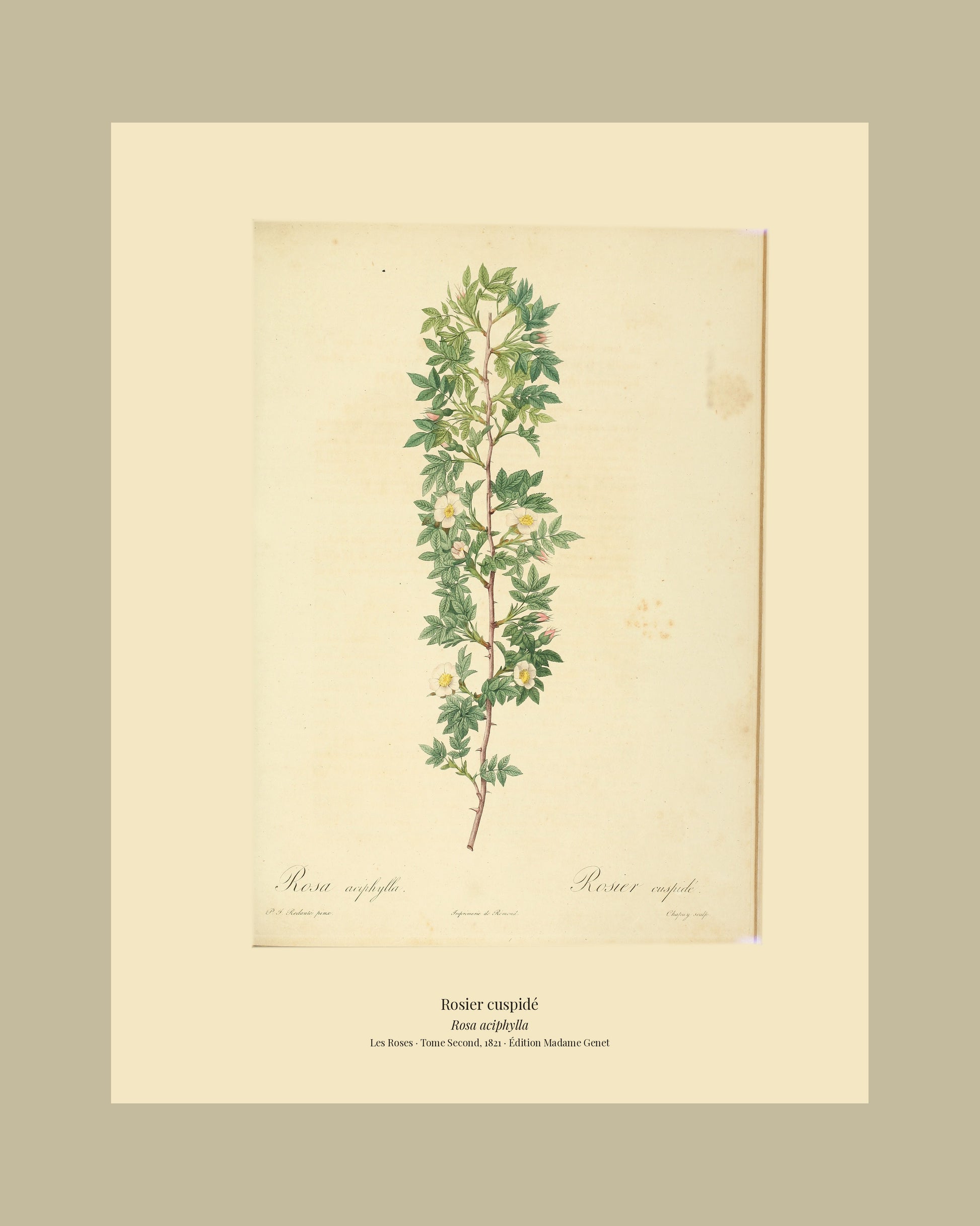 Rosa aciphylla — Rosier cuspidé, hand-coloured stipple engraving after Redouté, engraved by Chapuy, Les Roses, Paris 1821.
