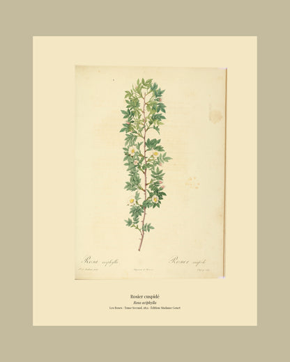 Rosa aciphylla — Rosier cuspidé, hand-coloured stipple engraving after Redouté, engraved by Chapuy, Les Roses, Paris 1821.