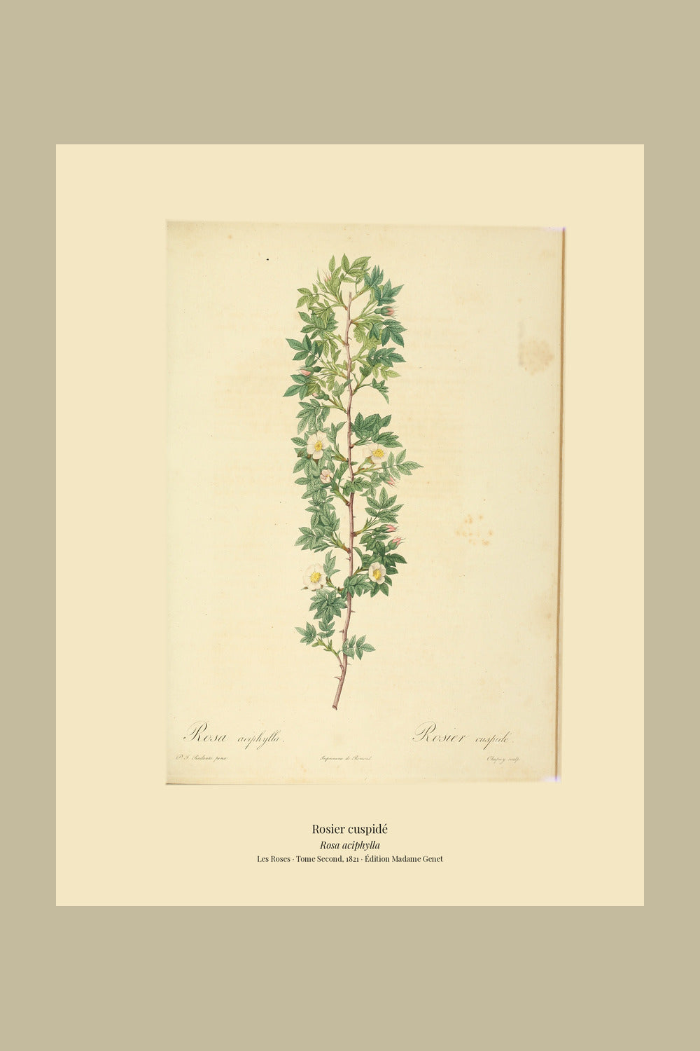 Rosa aciphylla — Rosier cuspidé, hand-coloured stipple engraving after Redouté, engraved by Chapuy, Les Roses, Paris 1821.