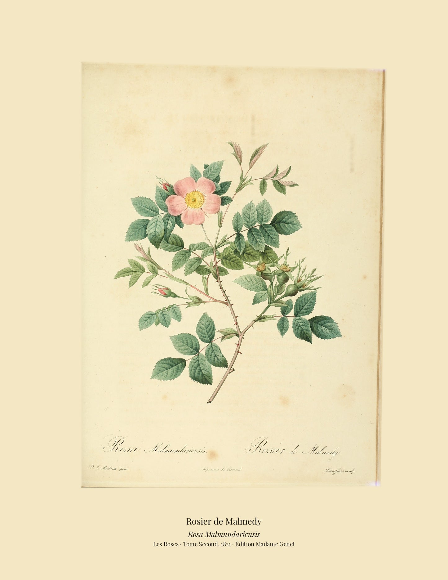 Rosa Malmundariensis — Rosier de Malmedy, hand-coloured stipple engraving after Redouté, engraved by Langlois, Les Roses, Paris 1821.