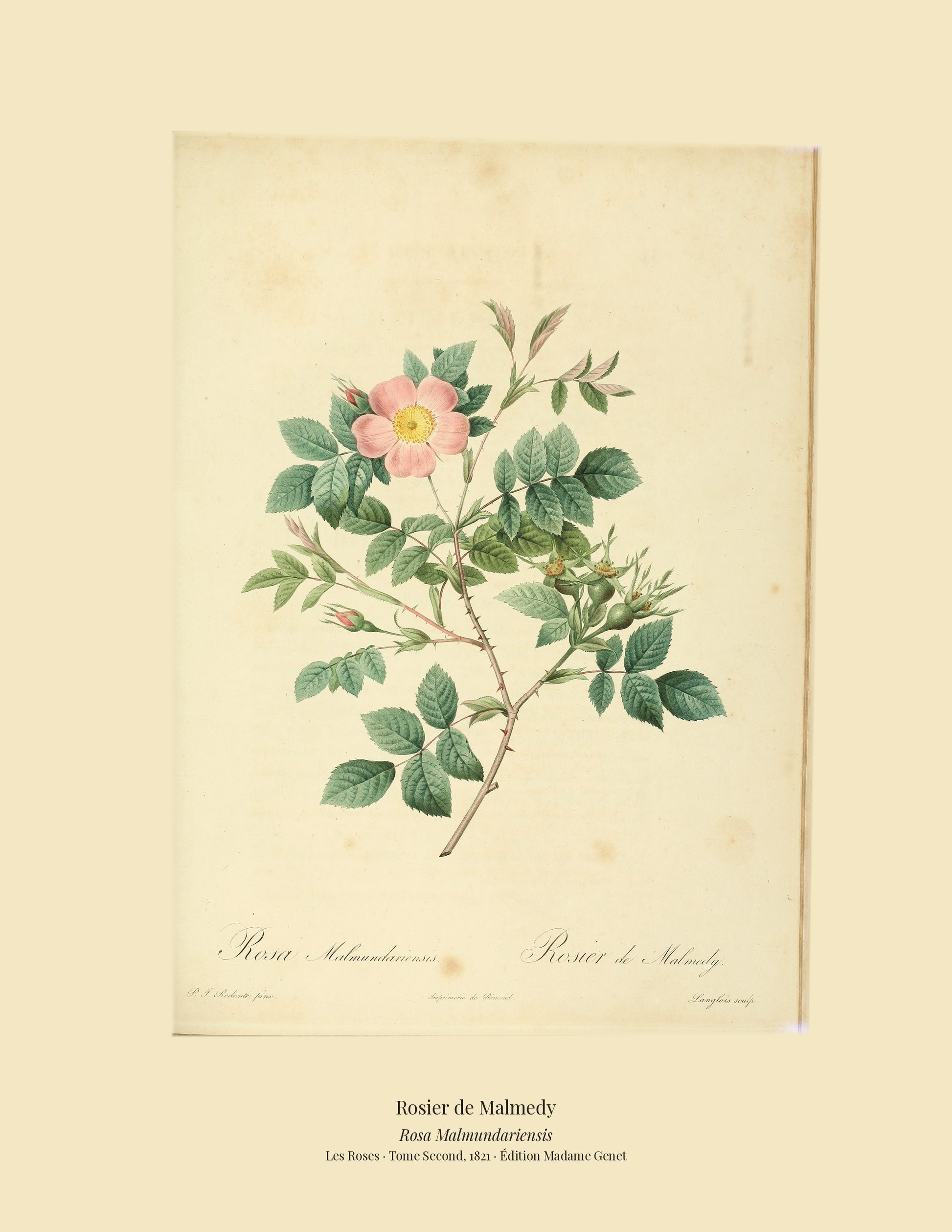 Rosa Malmundariensis — Rosier de Malmedy, hand-coloured stipple engraving after Redouté, engraved by Langlois, Les Roses, Paris 1821.