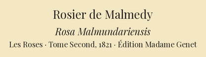 Rosa Malmundariensis — Rosier de Malmedy, hand-coloured stipple engraving after Redouté, engraved by Langlois, Les Roses, Paris 1821.