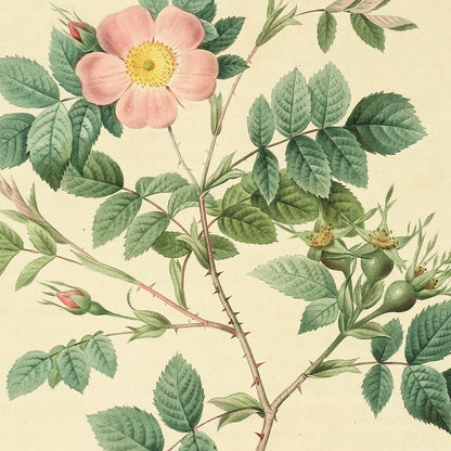 Rosa Malmundariensis — Rosier de Malmedy, hand-coloured stipple engraving after Redouté, engraved by Langlois, Les Roses, Paris 1821.