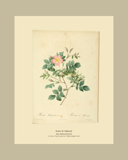 Rosa Malmundariensis — Rosier de Malmedy, hand-coloured stipple engraving after Redouté, engraved by Langlois, Les Roses, Paris 1821.