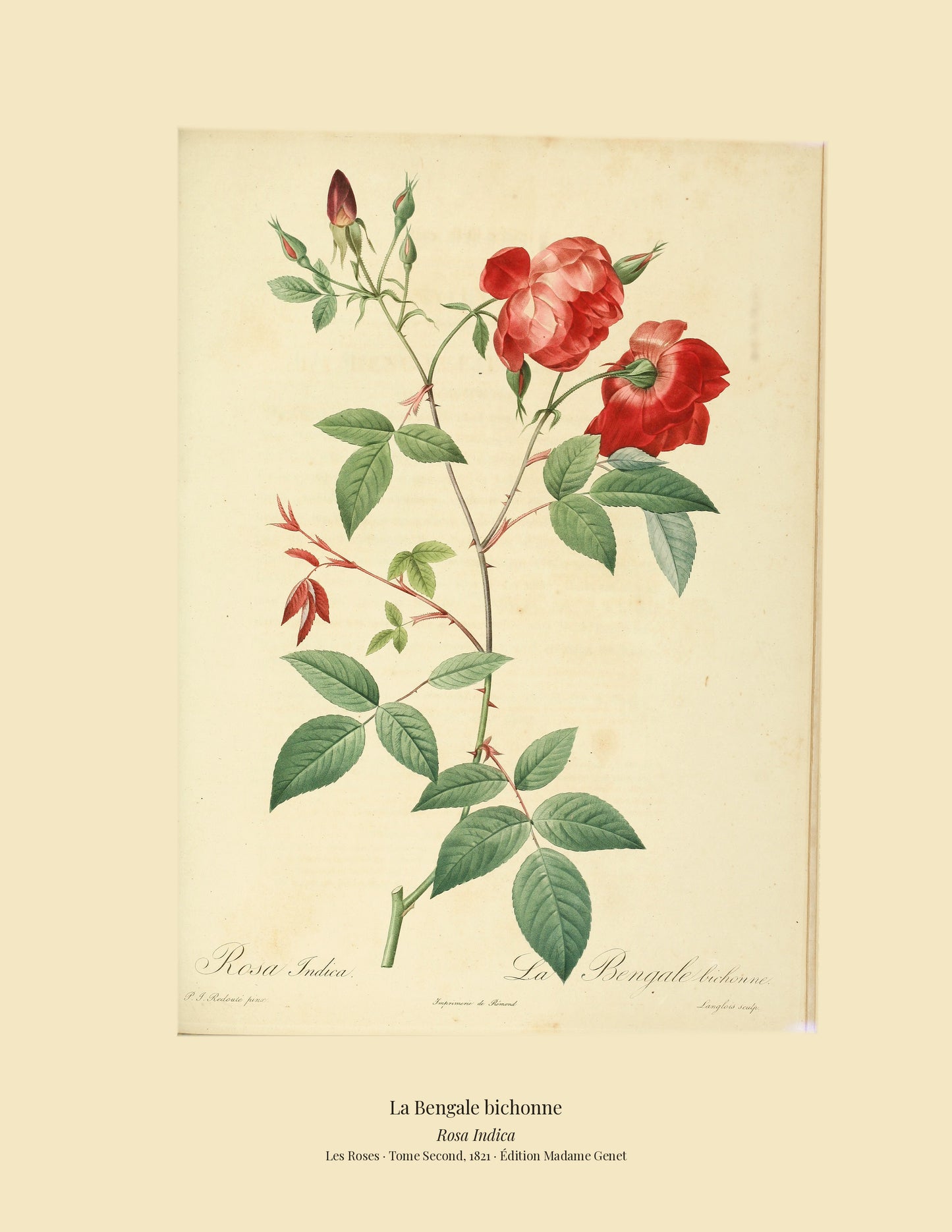 Rosa Indica — La Bengale bichonne, hand-coloured stipple engraving after Redouté, engraved by Langlois, Les Roses, Paris 1821.
